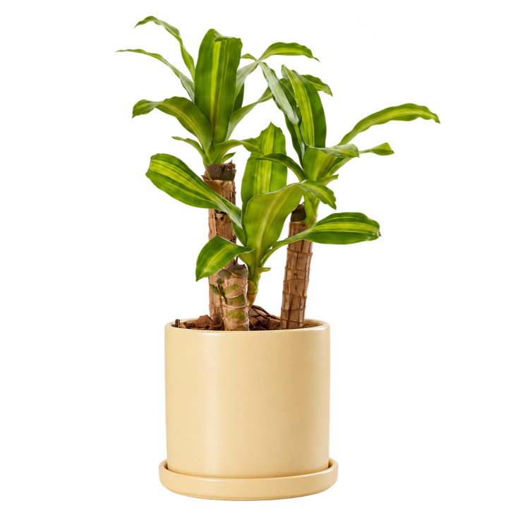 Dracena Massangeana 3 Litros — imagen de referencia
