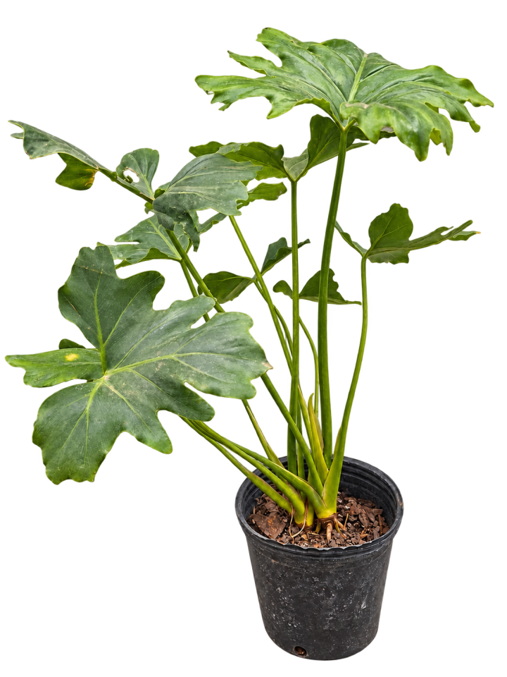 Philodendron misionero 3 Litros