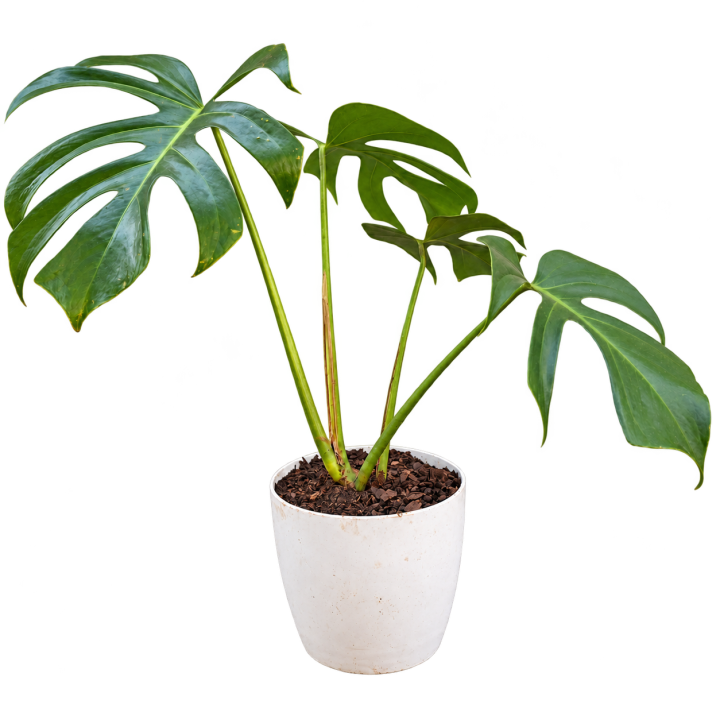 Monstera en maceta Premium 16