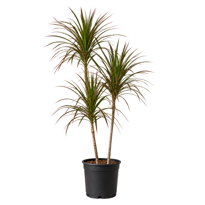 Dracena Marginata 7 Litros — imagen de referencia