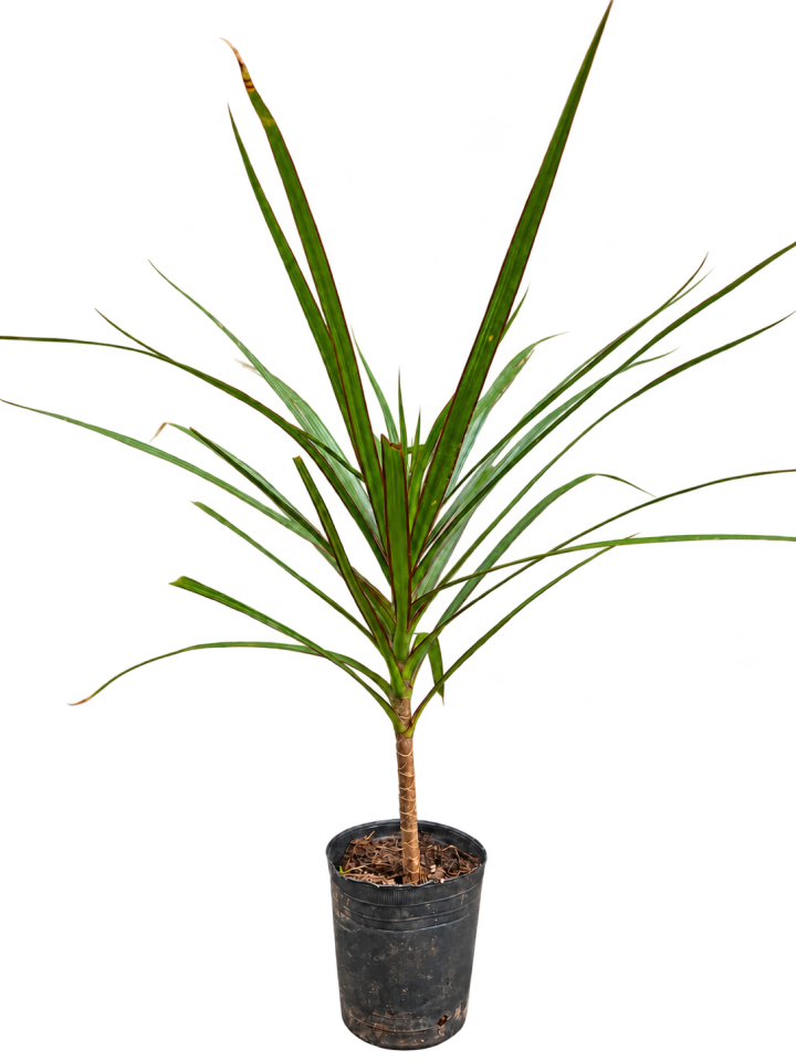 Dracaena marginata M12
