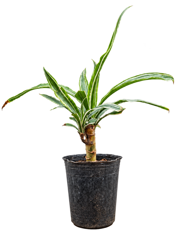 Dracaena Warneckii M12