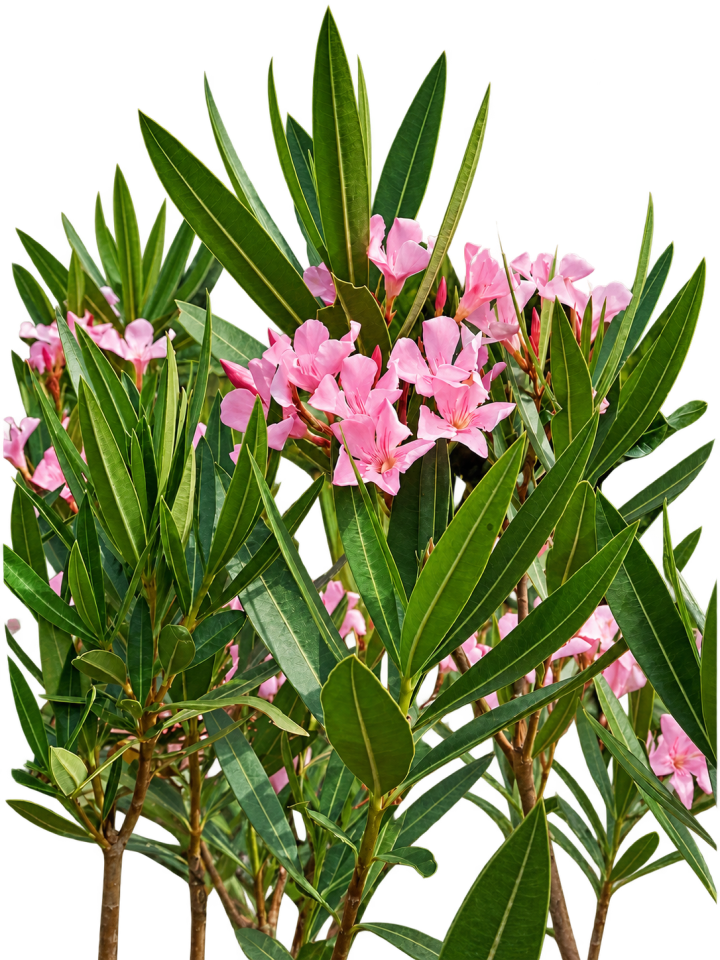 Laurel en flor 3 Litros