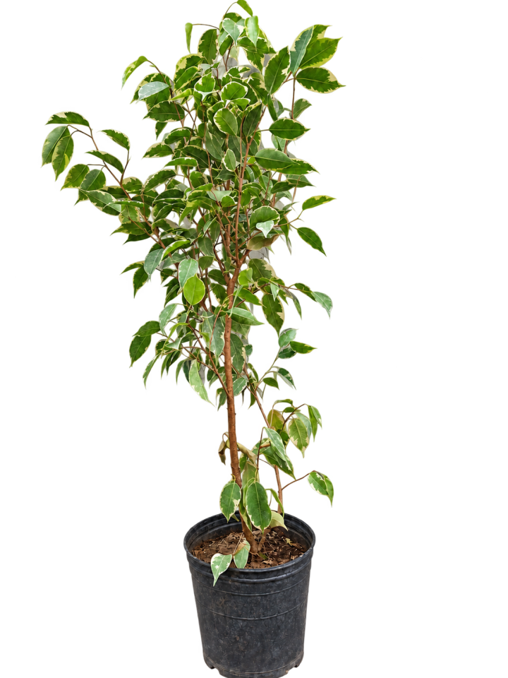 Ficus benjamina 3 Litros · 100 cm