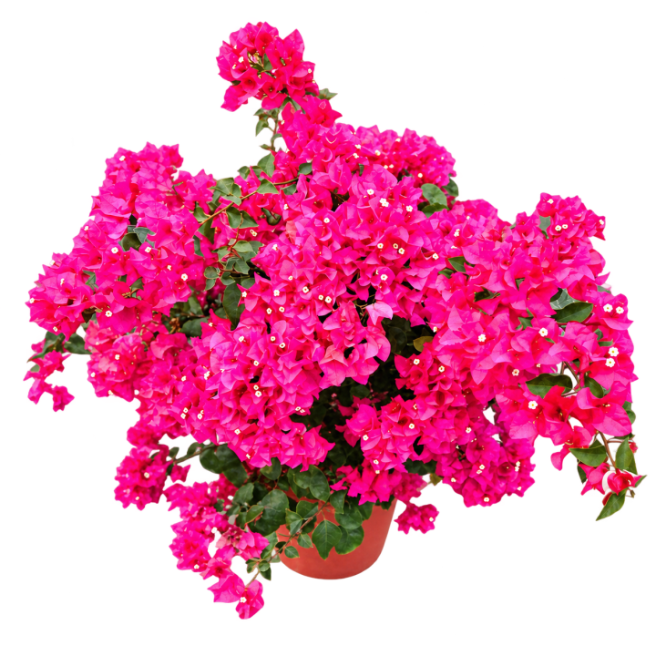 Bougainvillea 3 Litros — imagen de referencia