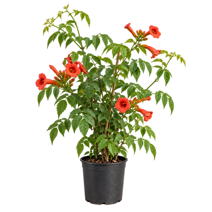 Bignonia roja 3 Litros — imagen de referencia