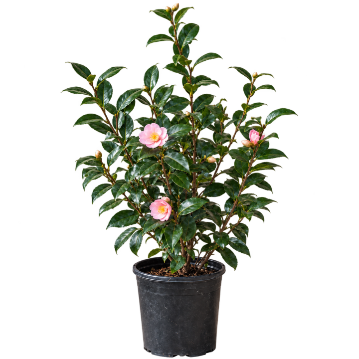 Camelia 3 lts / arbusto flor — imagen de referencia