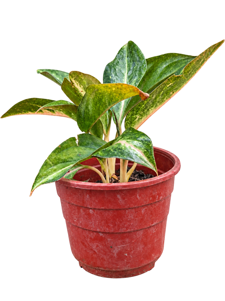 Aglaonema Lawan rosada M12
