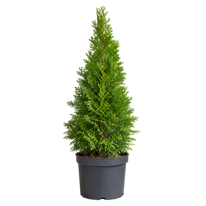 Thuja 3 Litros — imagen de referencia