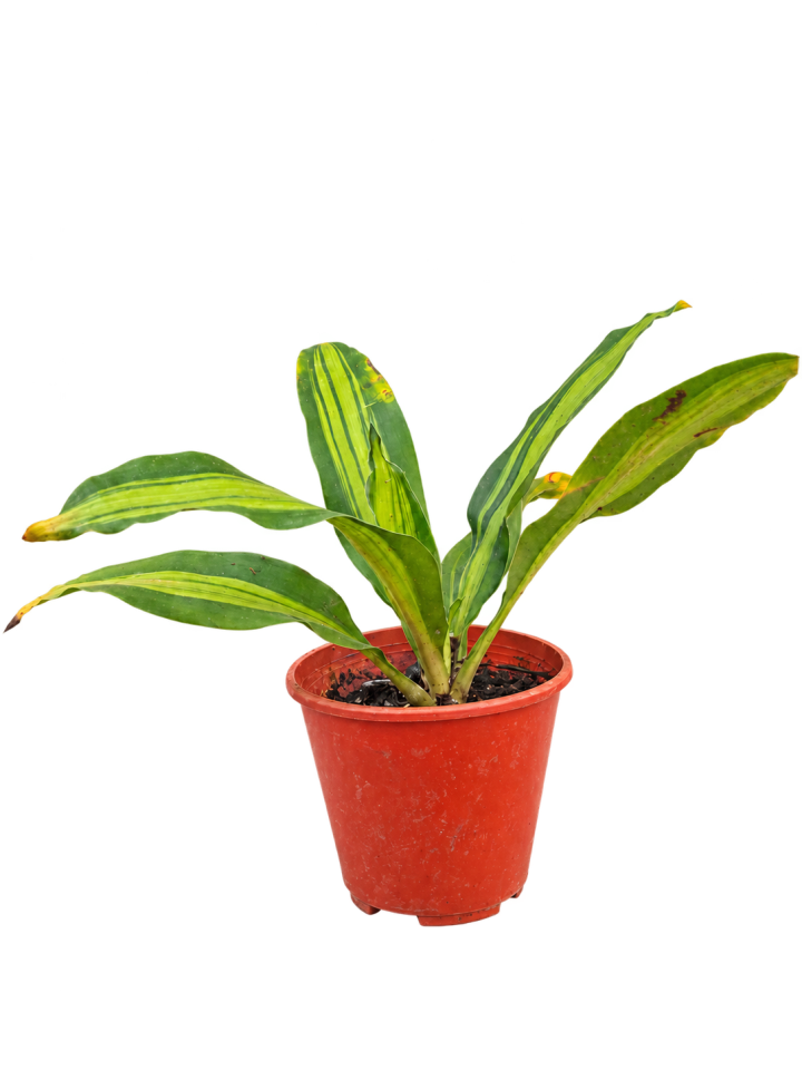 Dracena / Palo de agua M12