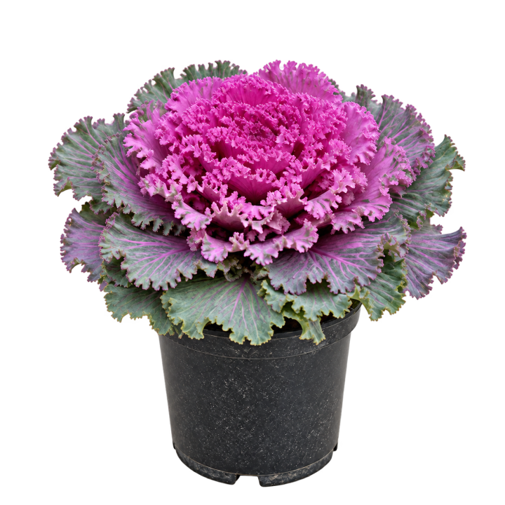 Repollo ornamental — imagen de referencia