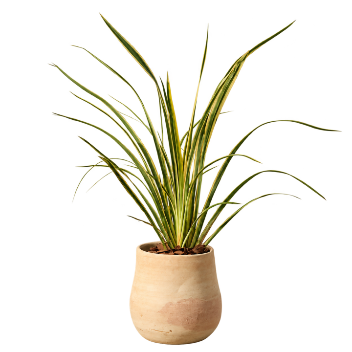 Phormium 3 Litros — imagen de referencia