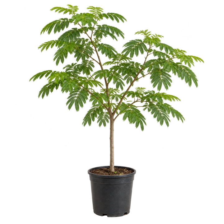 Acacia 15 Litros — imagen de referencia