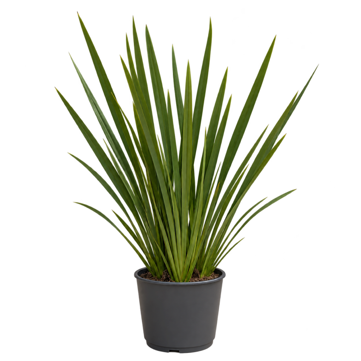 Formio Verde Nana 10 Litros — imagen de referencia