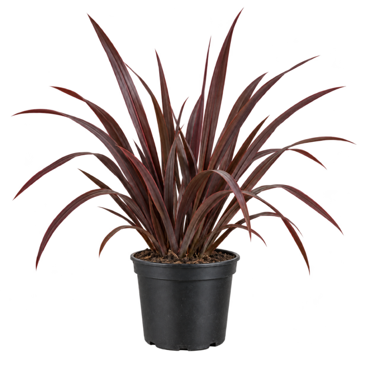 Formio Atropurpurea Nana 10 Litros — imagen de referencia
