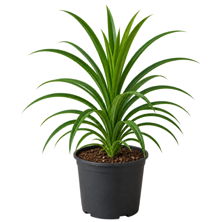 Pandanus 3 Litros — imagen de referencia