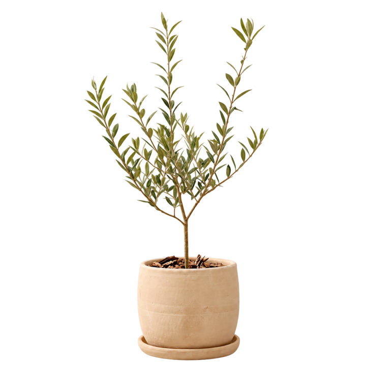Olivo 20 Litros — imagen de referencia