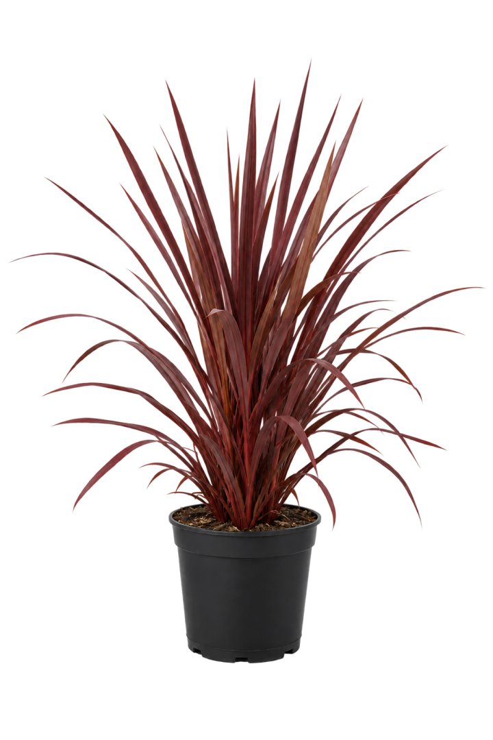 Dracena Roja 10 Litros — imagen de referencia