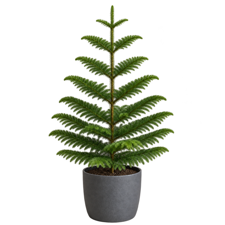 Araucaria 3 Litros — imagen de referencia