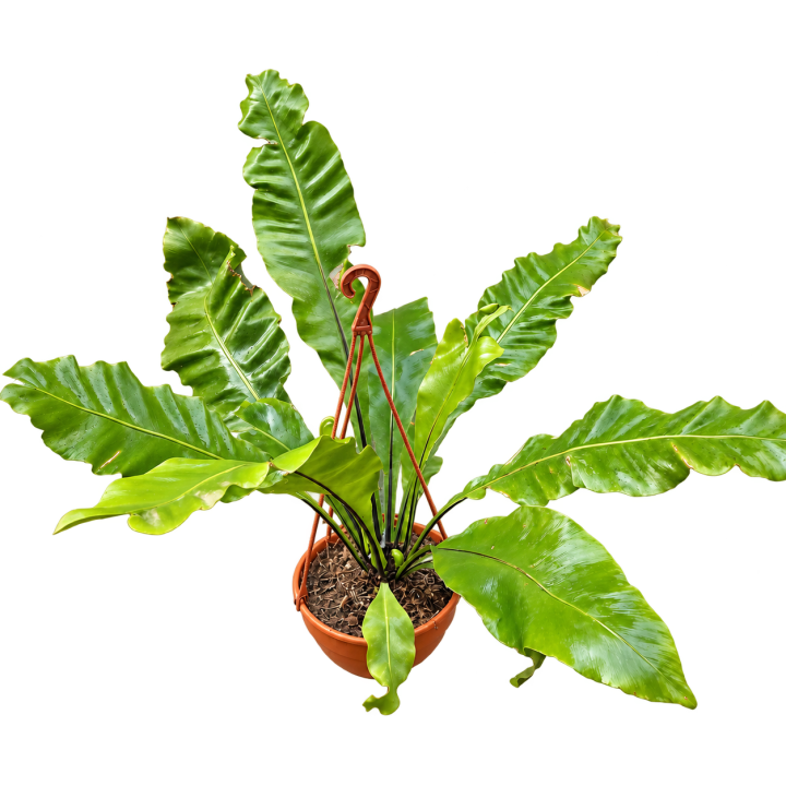 Asplenium en Bols 18 con colgante