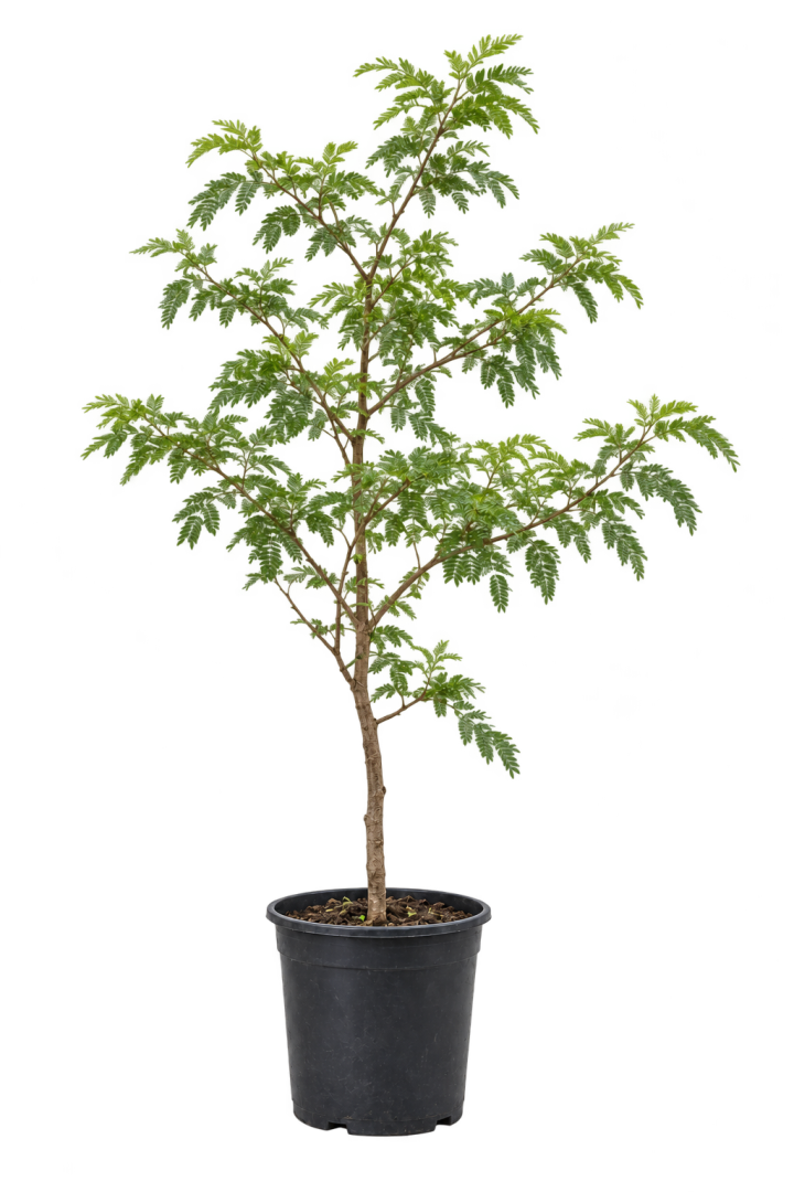 Acacia / similar — imagen de referencia