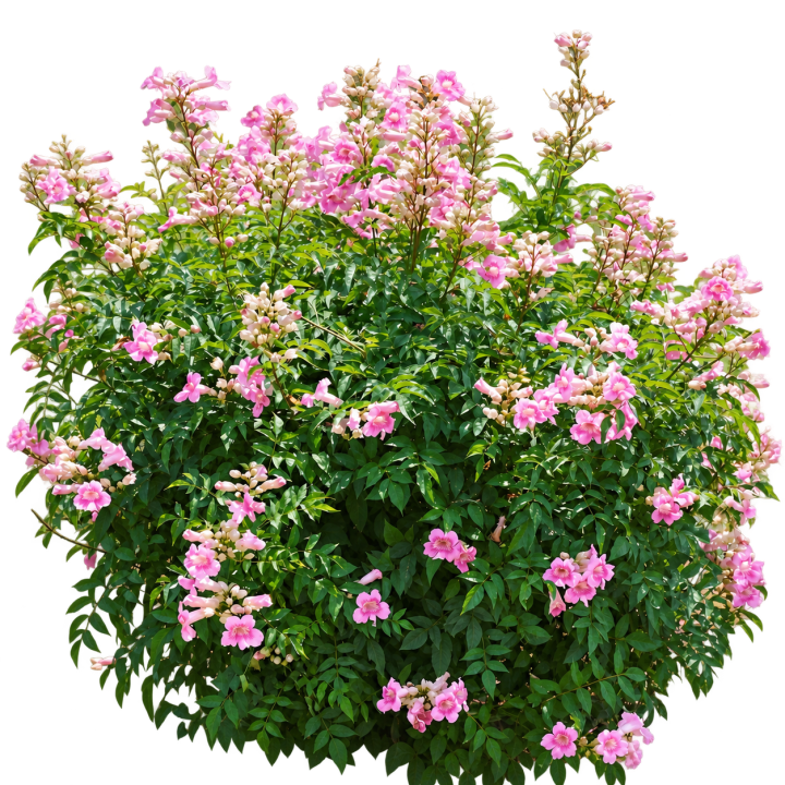 Bignonia rosa 4 Litros — imagen de referencia