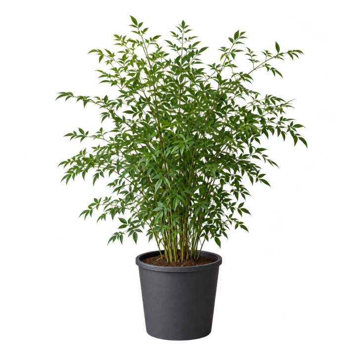 Nandina 10 Litros — imagen de referencia