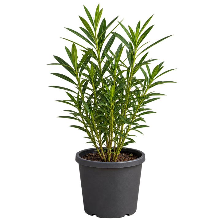 Laurel de flor Verde 3 Litros — imagen de referencia