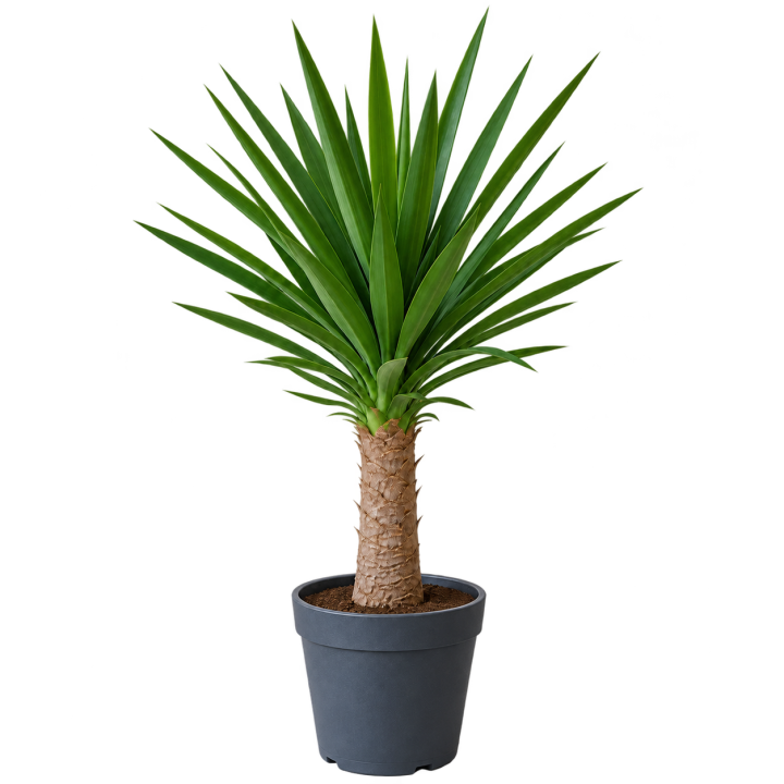 Yuca Grande 7 Litros — imagen de referencia