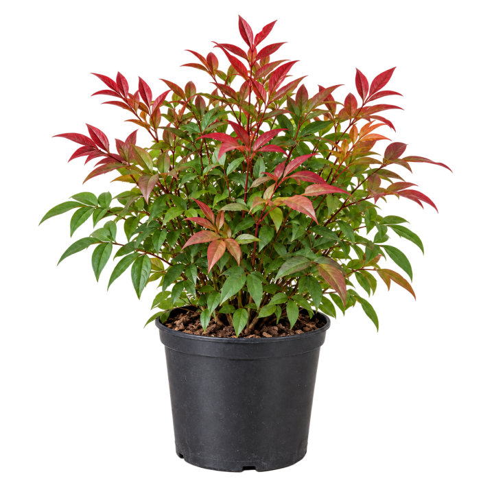 Nandina Firepower 3 Litros — imagen de referencia