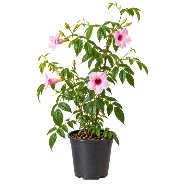 Bignonia jasminoides 4 Litros — imagen de referencia