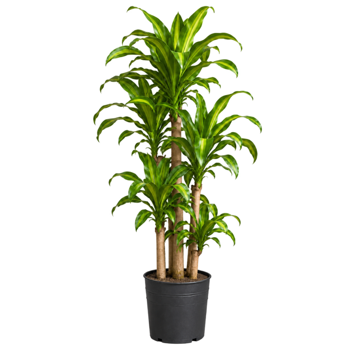 Dracena Massangeana 15 Litros — imagen de referencia