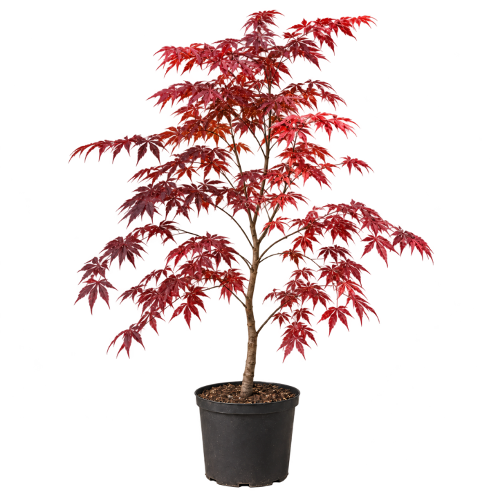Acer palmatum — imagen de referencia