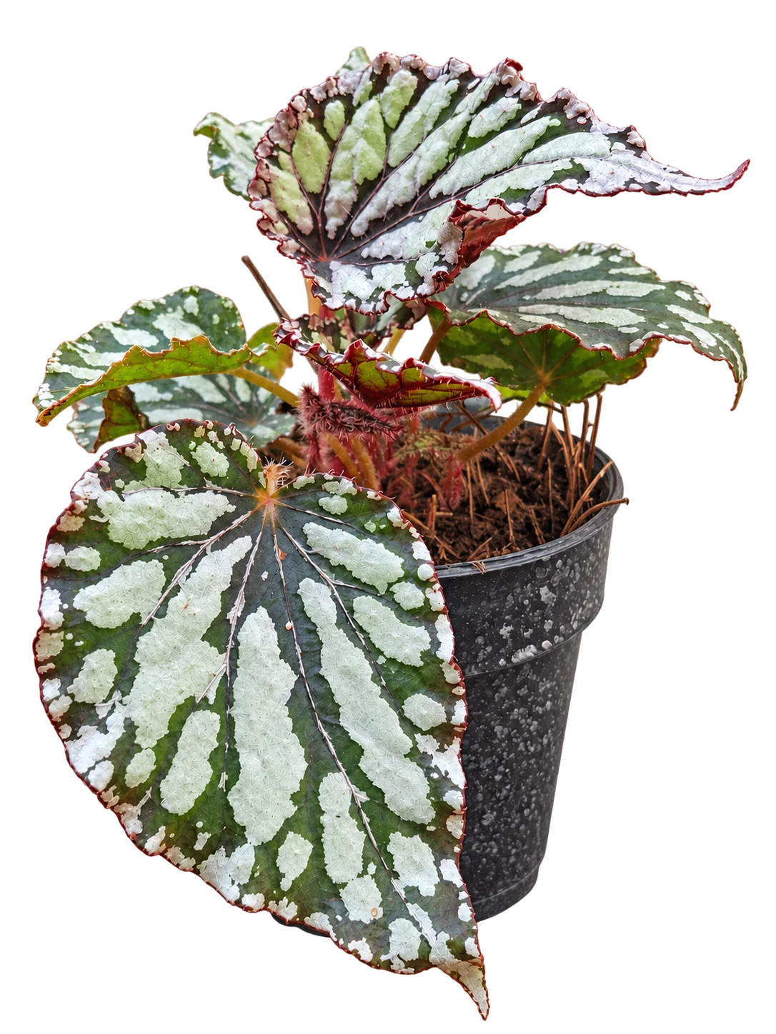 Begonia Rex M12