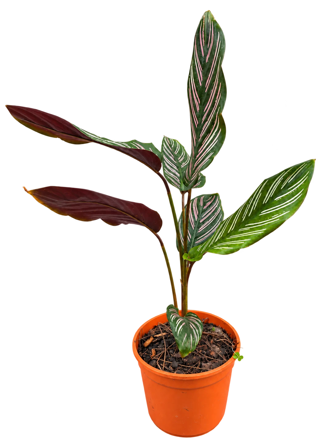 Calathea “mil rayitas” M14