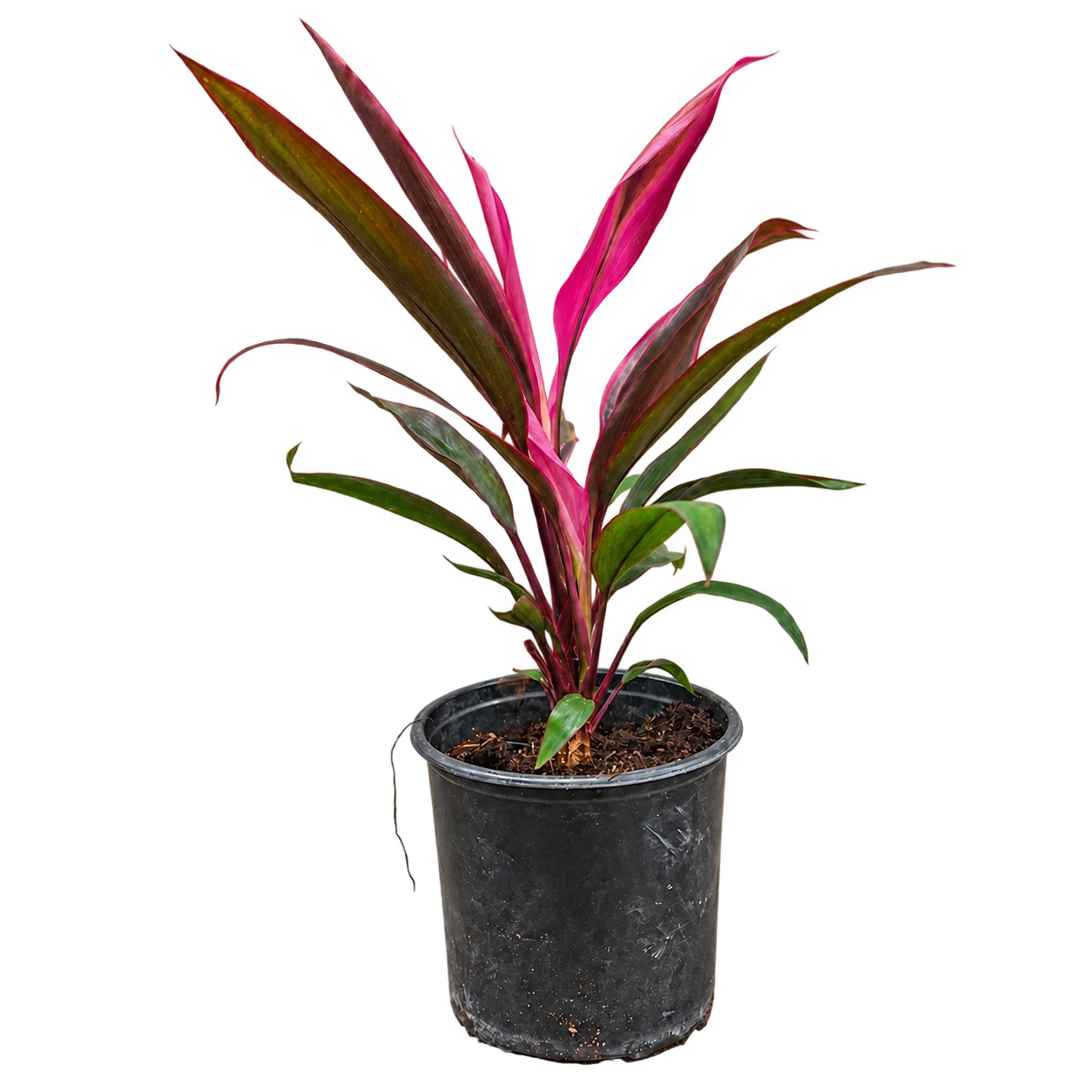 Cordyline Kiwi 3 L