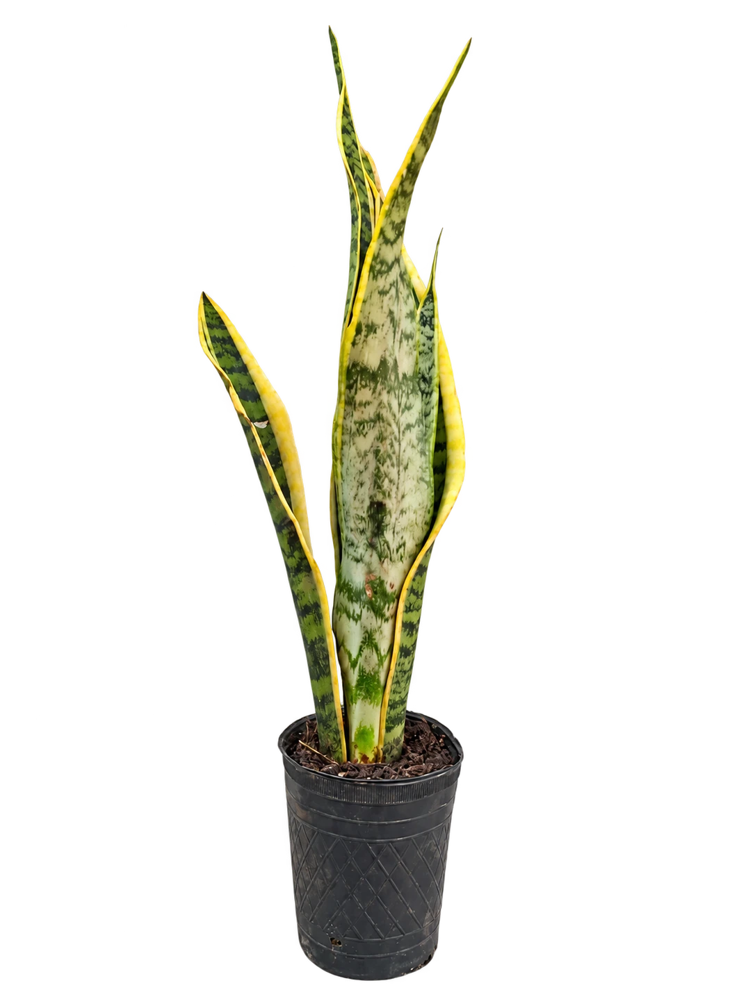 Sansevieria trifasciata M12
