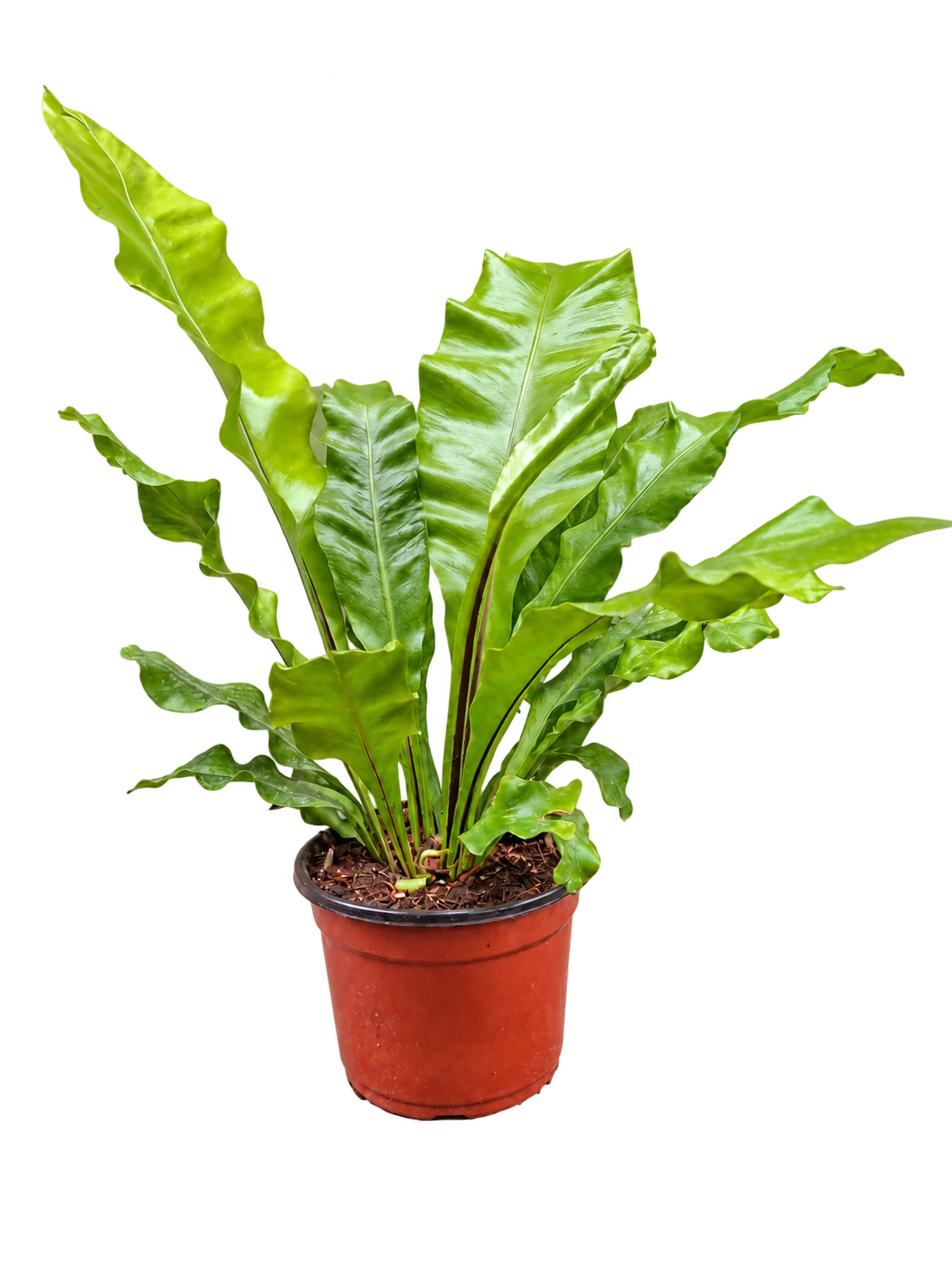 Asplenium M12