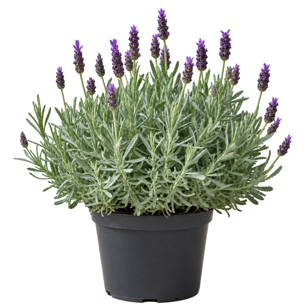 Lavanda dentada — imagen de referencia