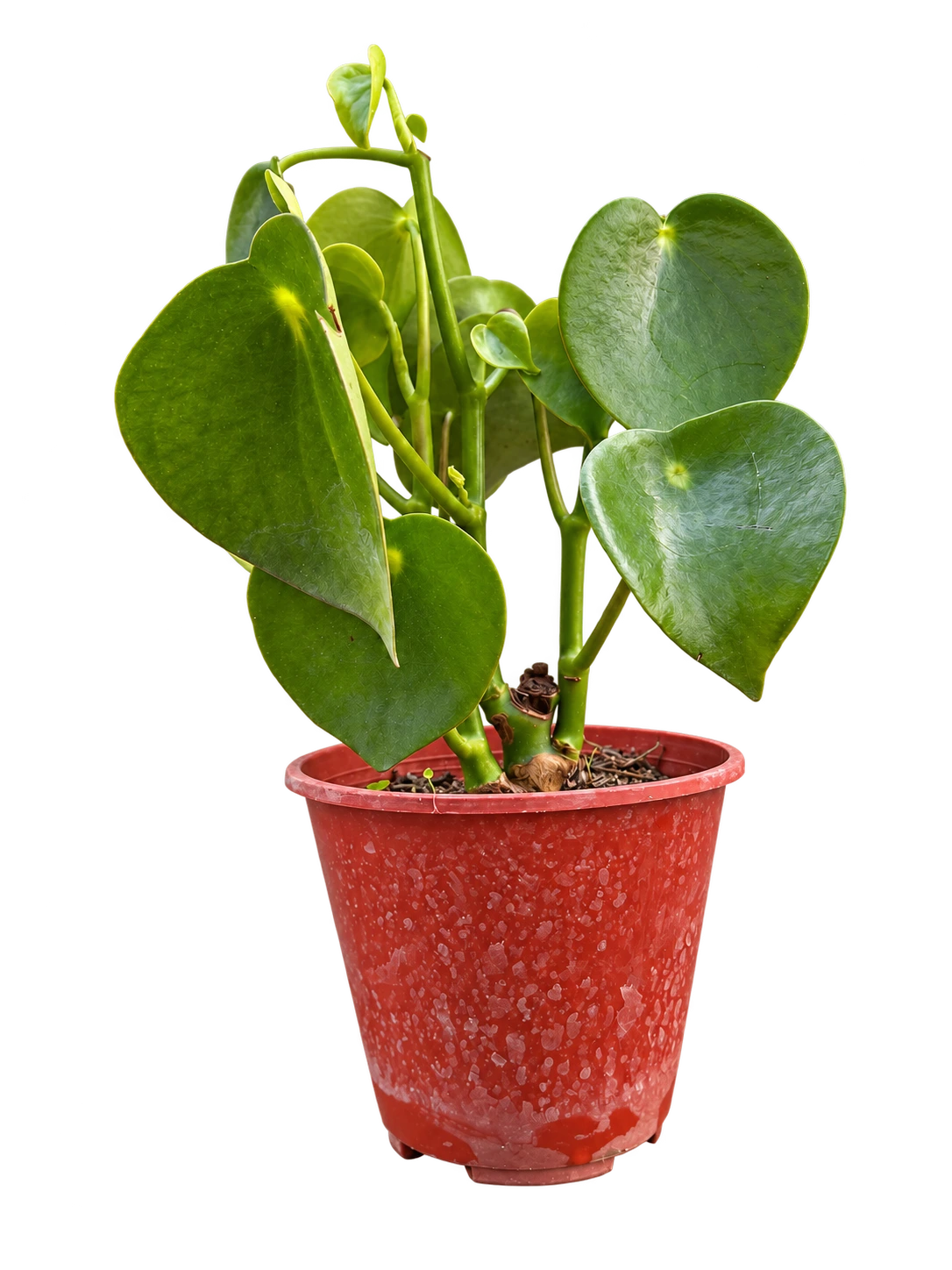 Pilea peperomioides M12