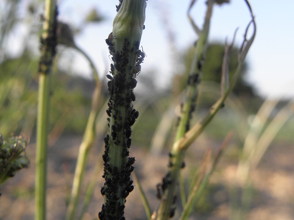 Colonia de pulgones Aphis fabae sobre una planta