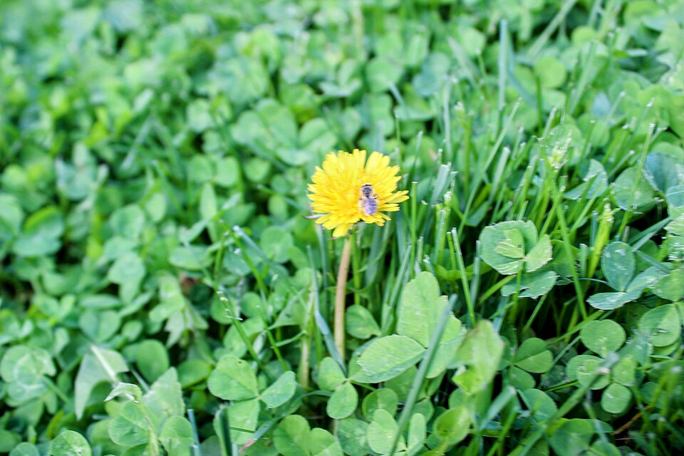 Diente de león rodeado de césped