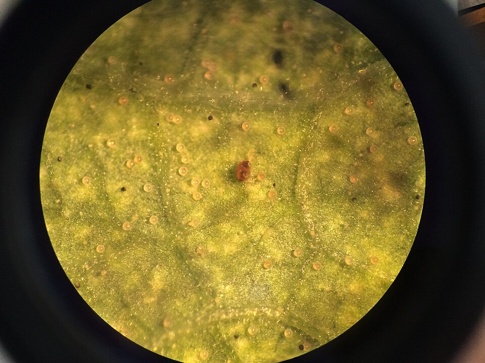 Ácaros y huevos sobre el envés de una hoja de poroto, con aumento