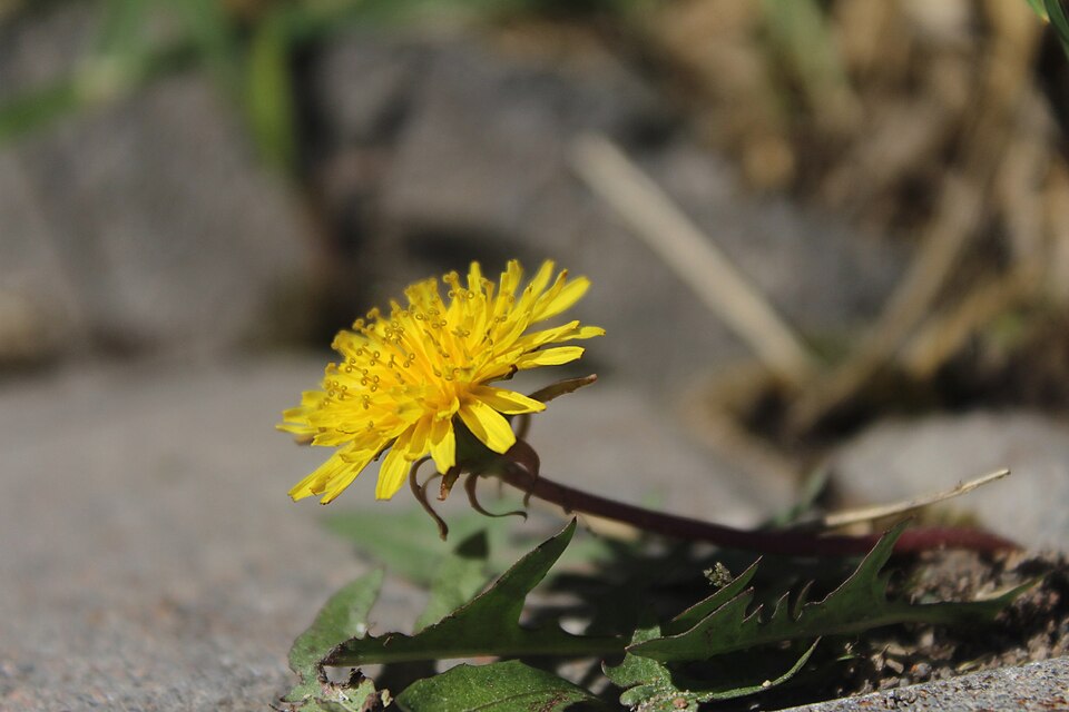 Diente de león creciendo en un camino