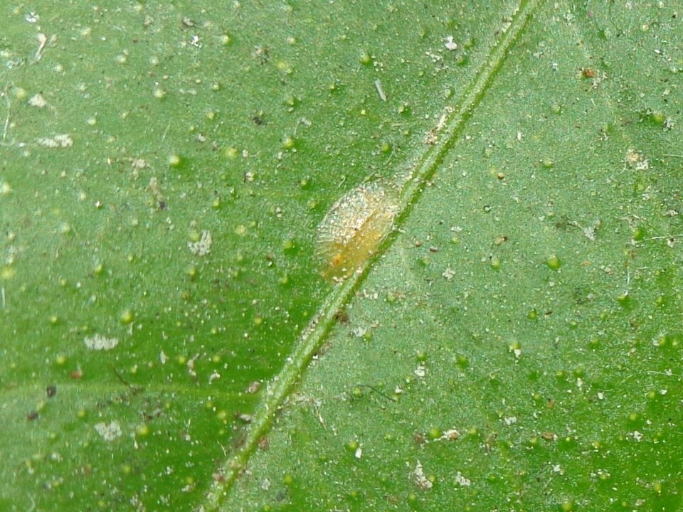 Cochinillas Coccus hesperidum adheridas a una planta
