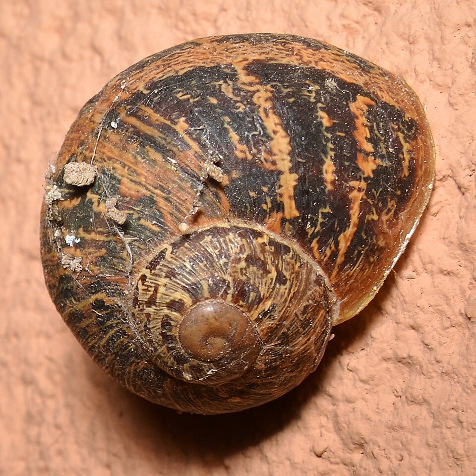 Caracol de jardín Cornu aspersum con caparazón