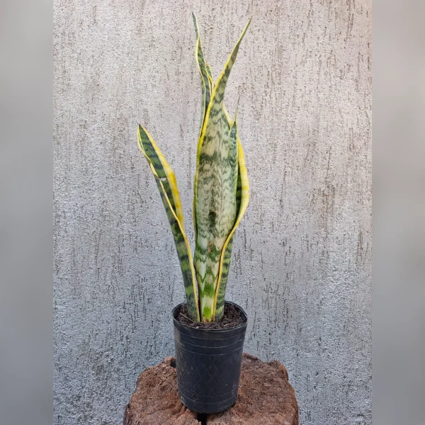 Sansevieria trifasciata M12