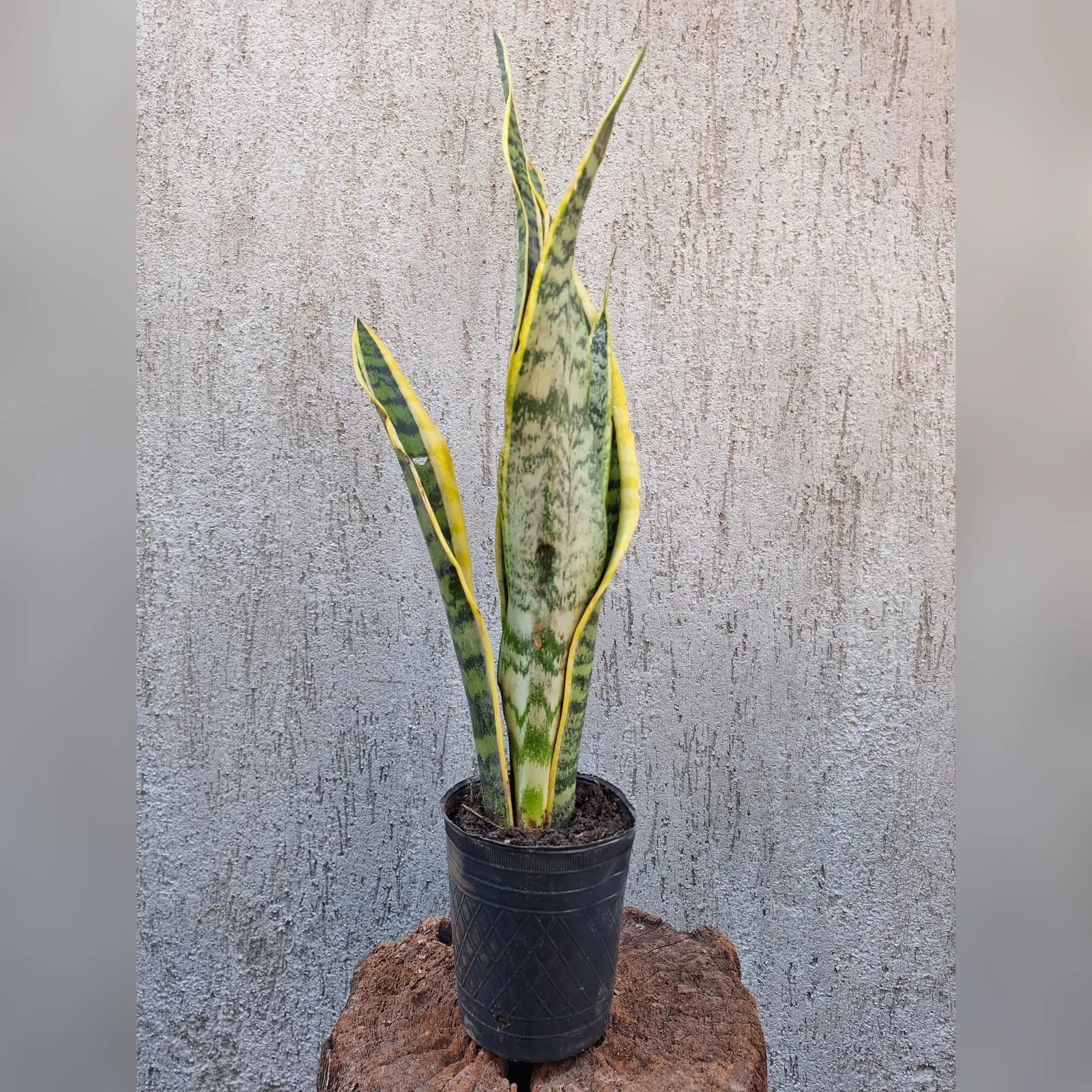 Sansevieria trifasciata real en maceta de cultivo M12