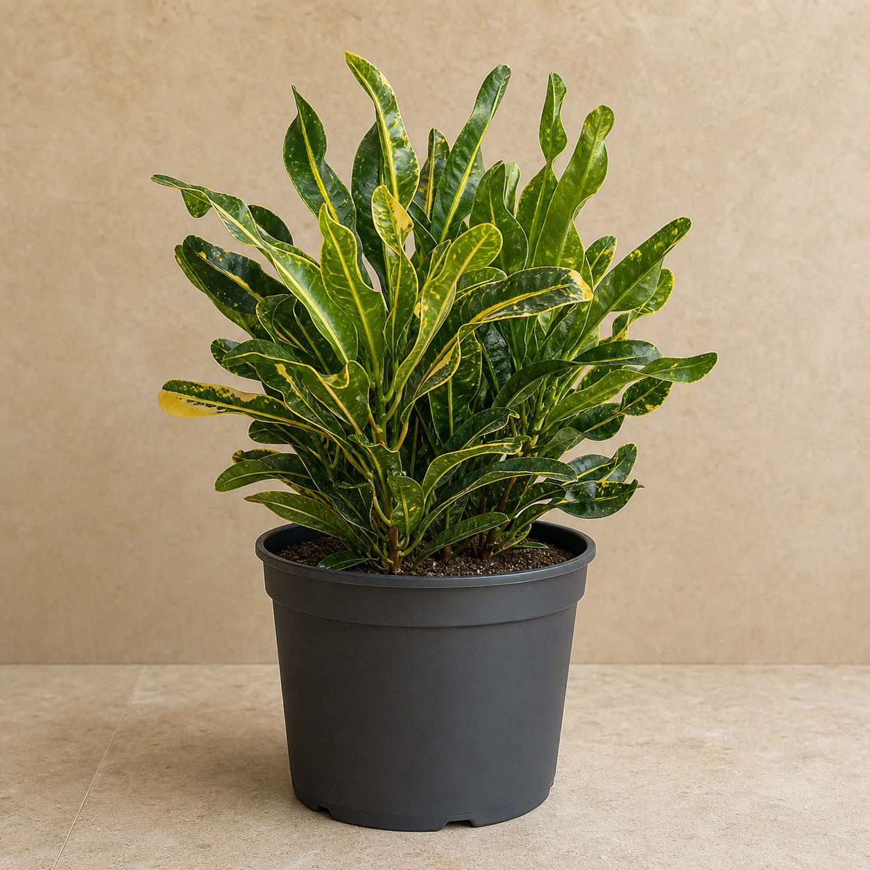 Croton joven de hojas coriáceas en maceta de vivero