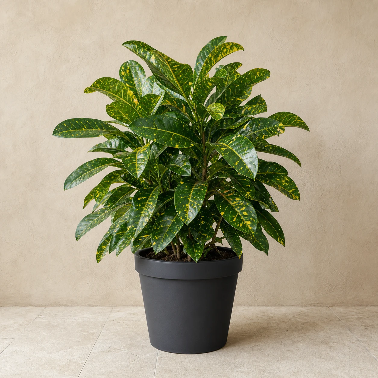 Croton de follaje colorido en maceta de vivero